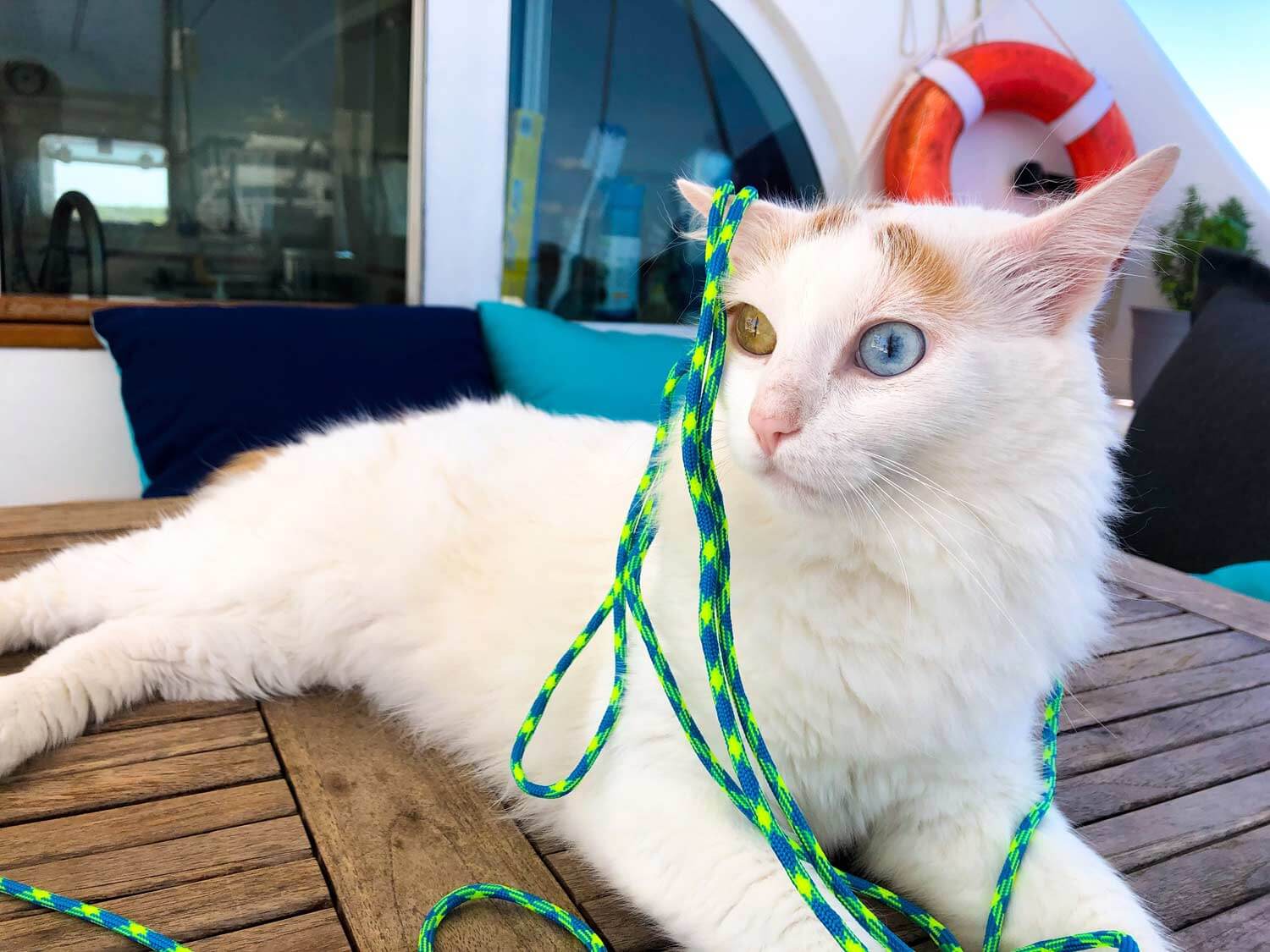 "Funny photo of feline crew of SV Sunnyside with sailing lines draped over his head