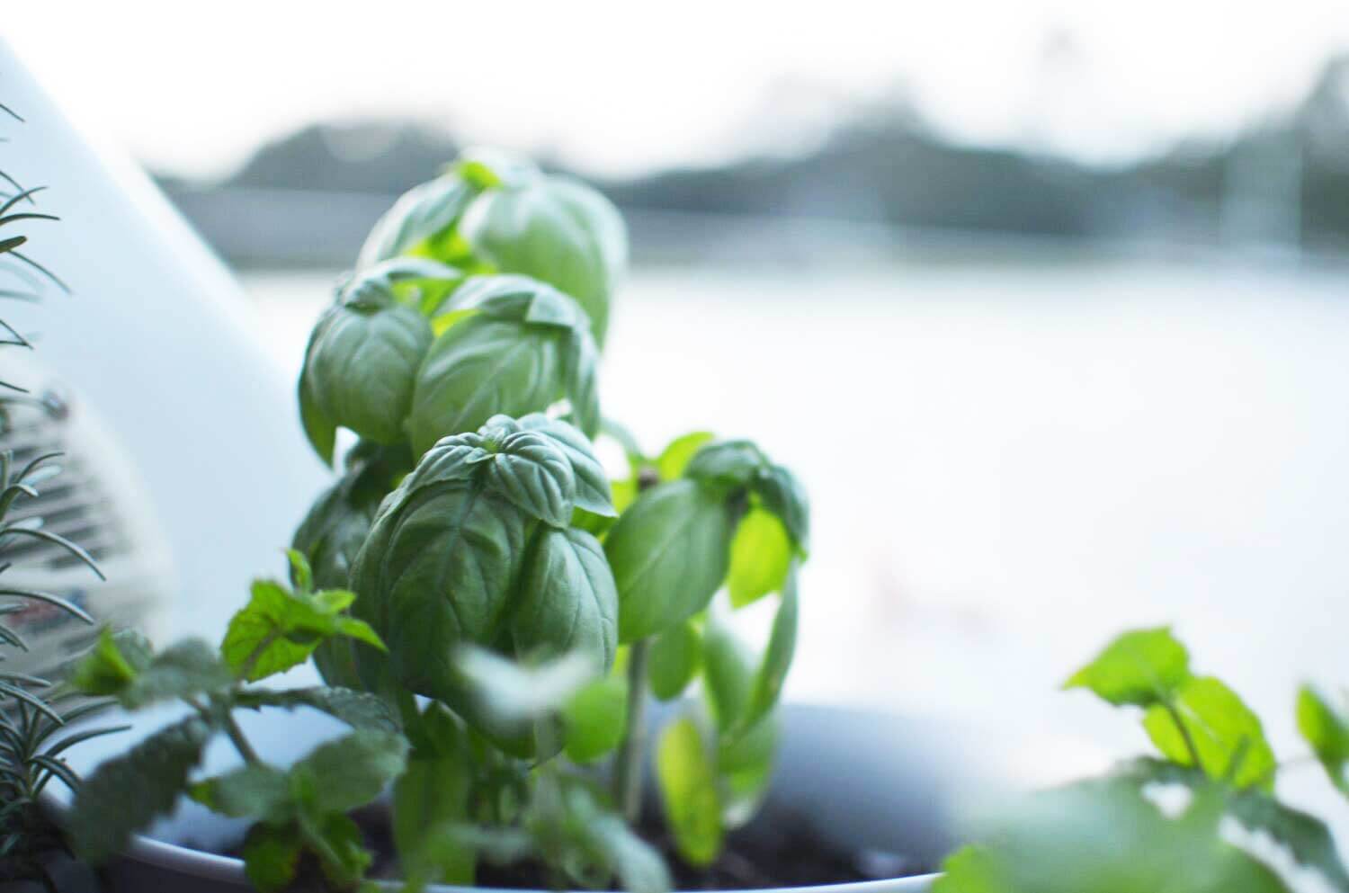 Basil and other herbs growing in the cockpit