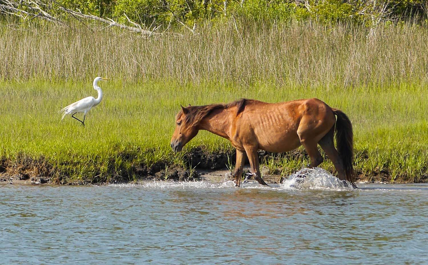Wild horse and large water bird wading through the water alongside an anchorage in Beaufort, North Carolina