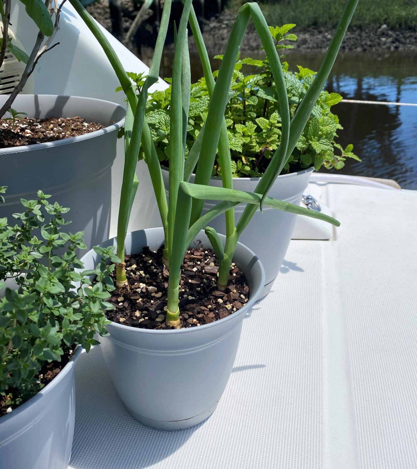 potted herbs in cockpit of boat