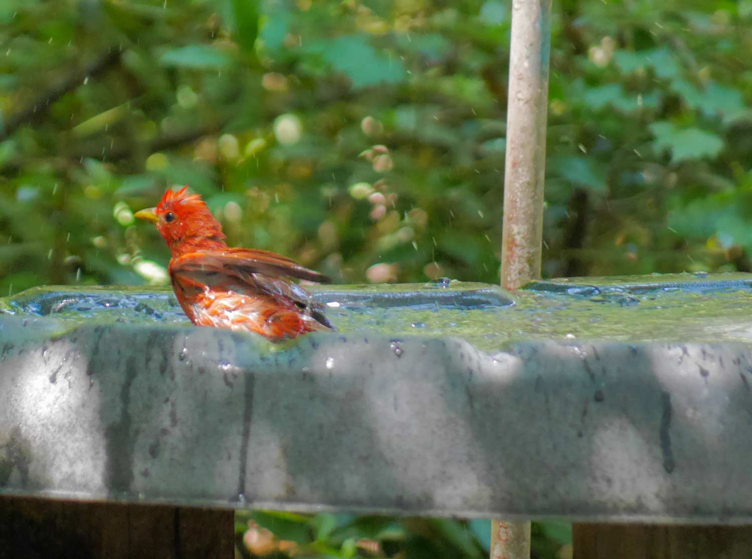 Red summer tanager bathing in a bird bath
