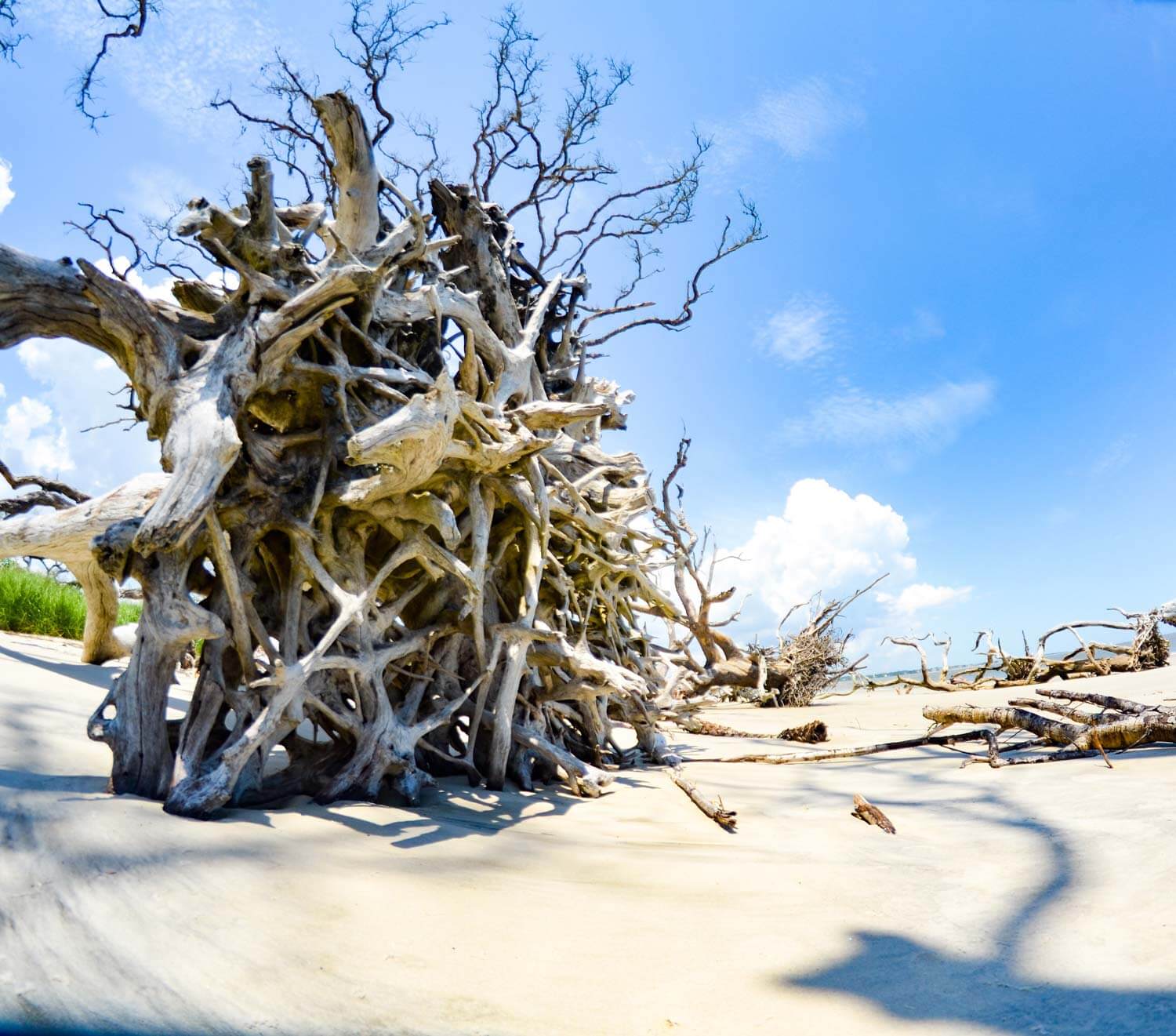 Dried out tree on Driftwood Beach at low tide