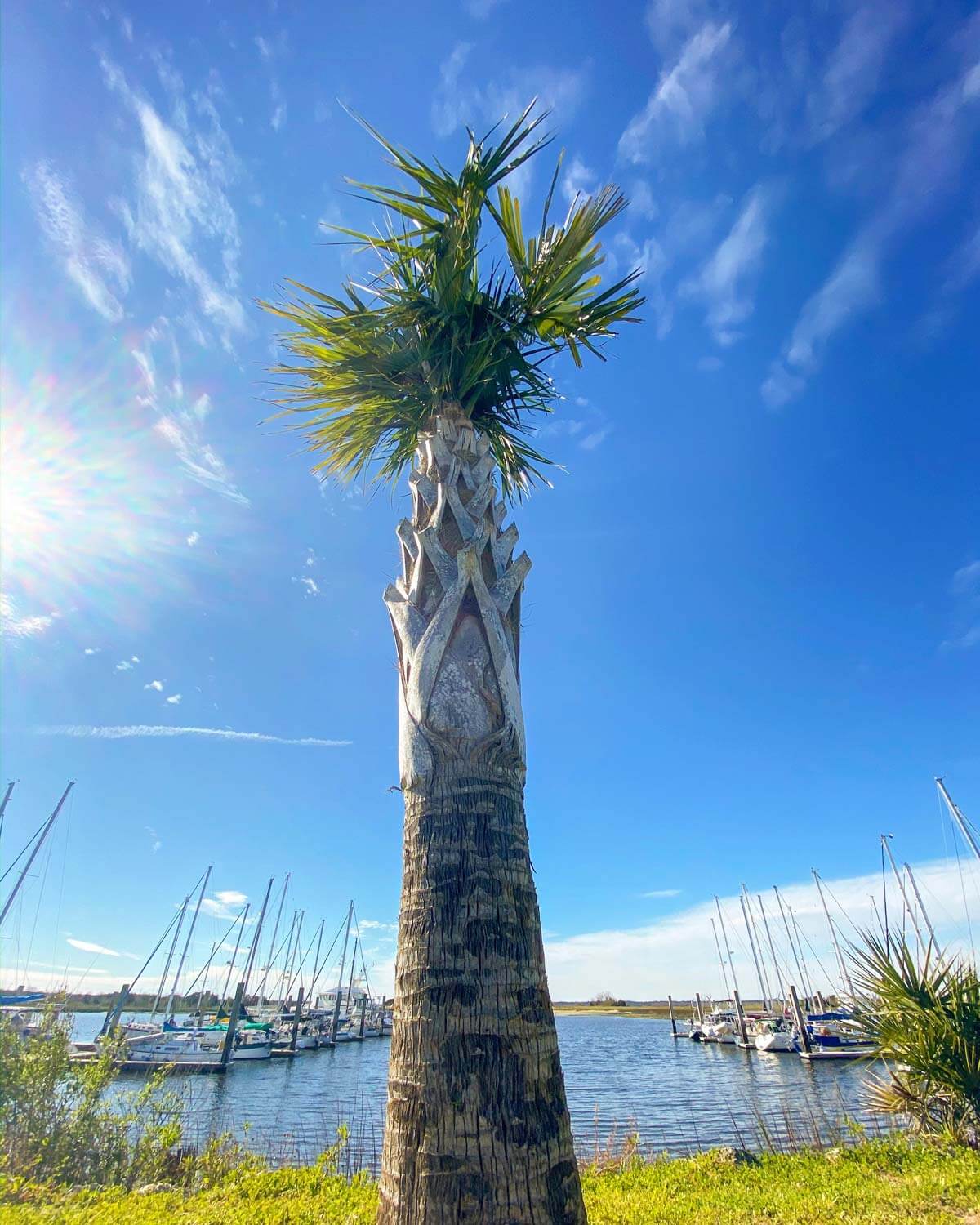 palm tree in front of marina