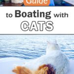 pin of cat sitting on the stern of a sailboat