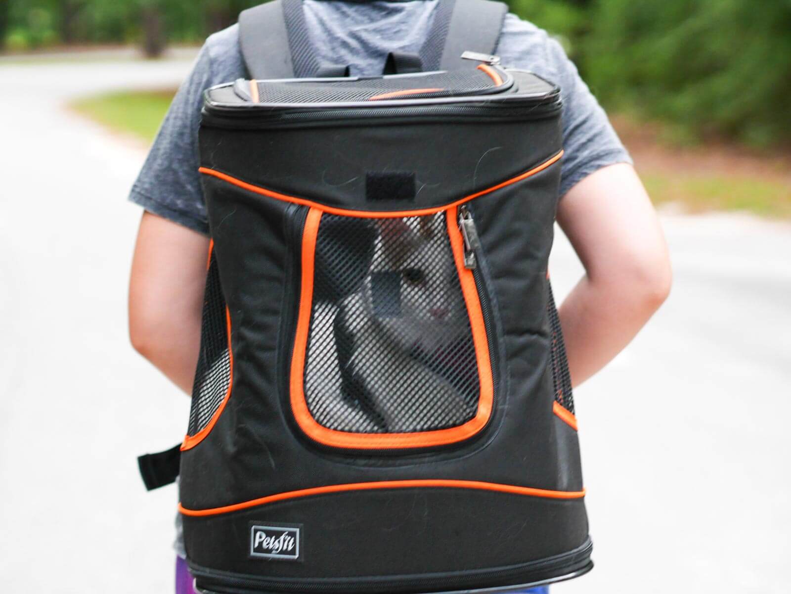 cat in backpack on owner's back