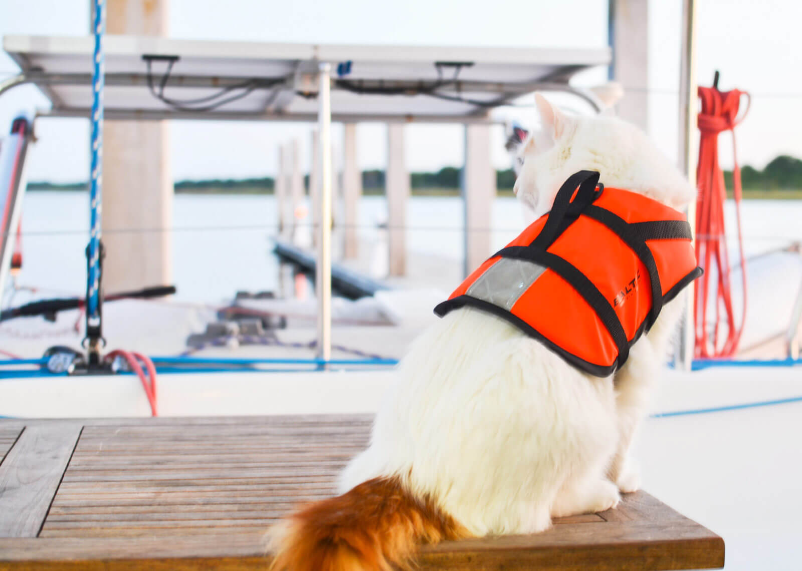 cat in sailboat cockpit with wearing life jacket