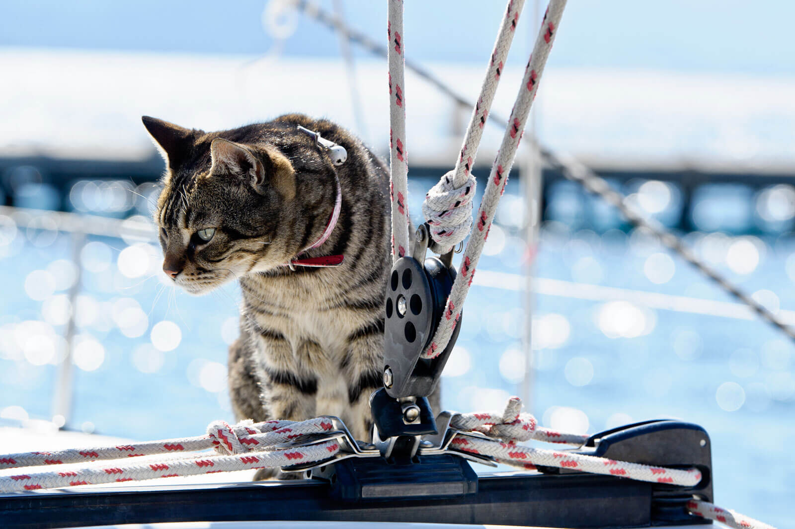 cat sitting beside traveler on boat
