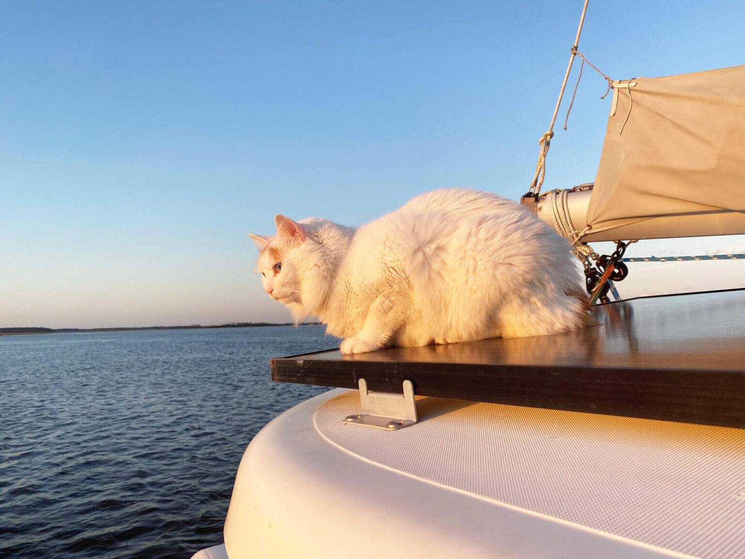 cat jumps to sailboat