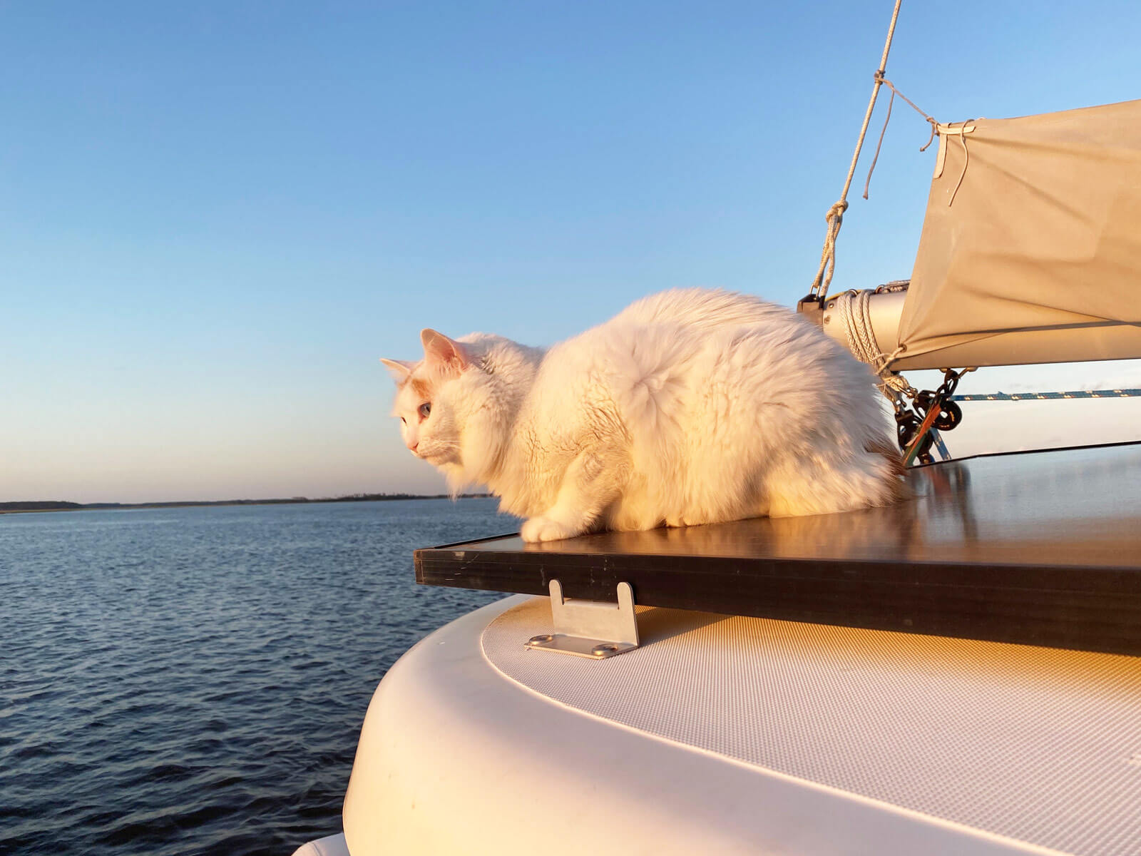 cat sitting on top of solar panel