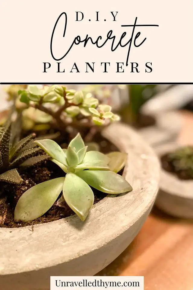 DIY concrete planters - close up of planter with succulents