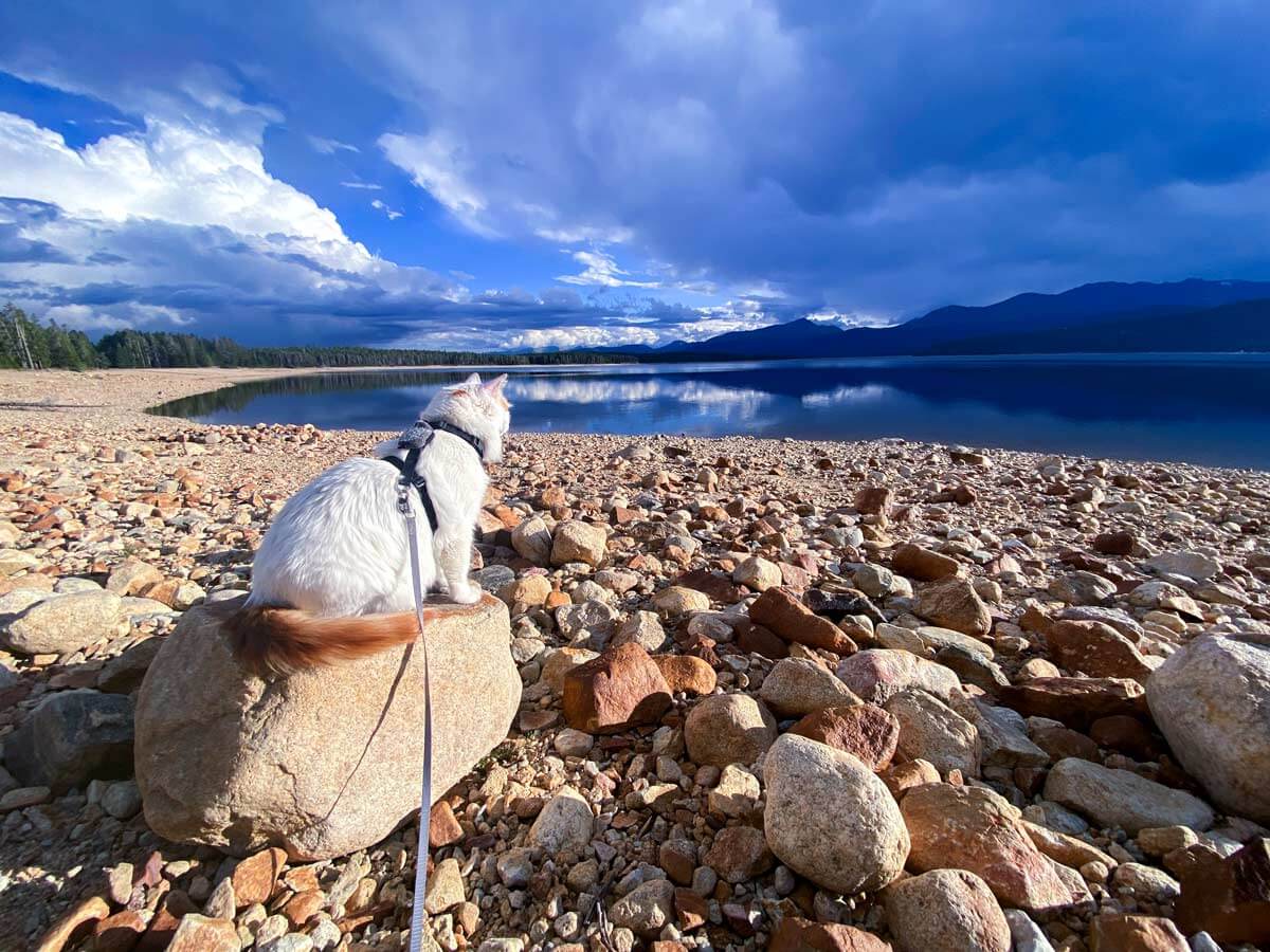 Cat on a leash sitting on a rock at a mountain lake.