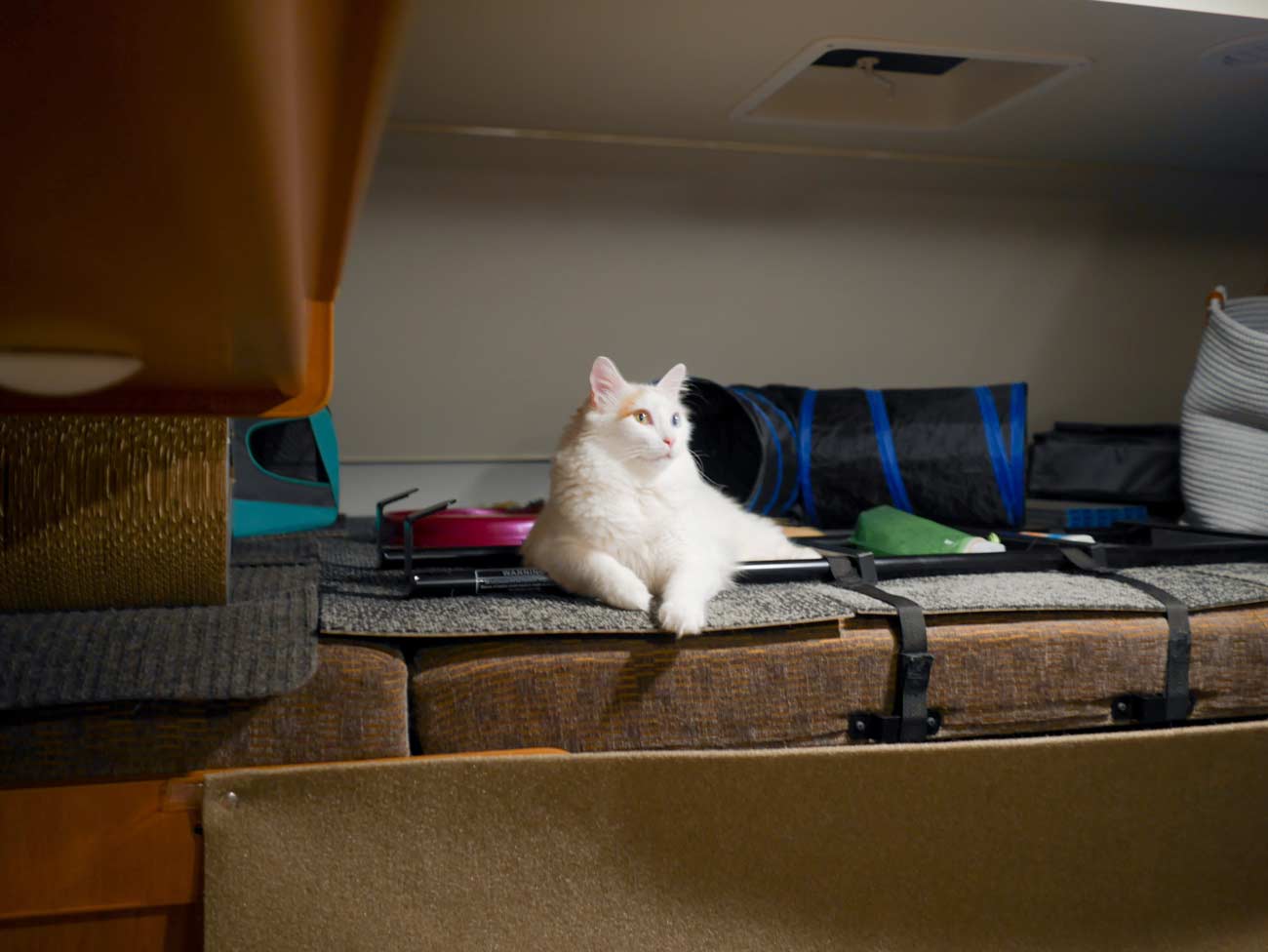 cat in over the cab storage area of class C motorhome