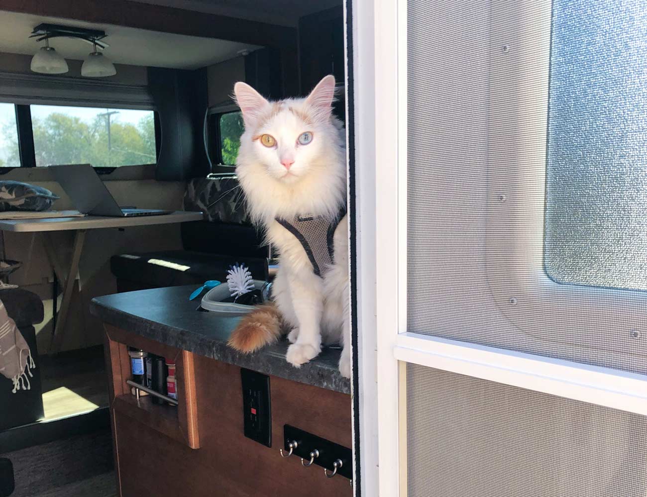 cat waiting at RV door