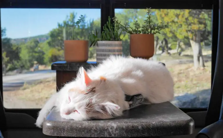 How to Go RVing with Cats: A Complete Guide
