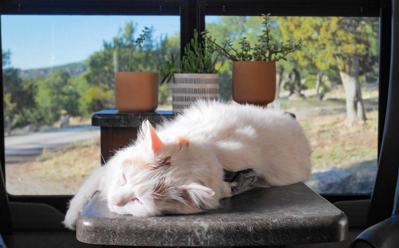 RVing with a cat sleeping in front of window on table in RV.