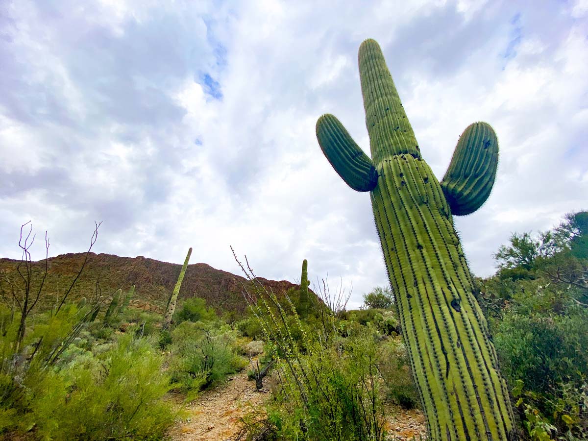 Large cactus at Saguaro National Park.