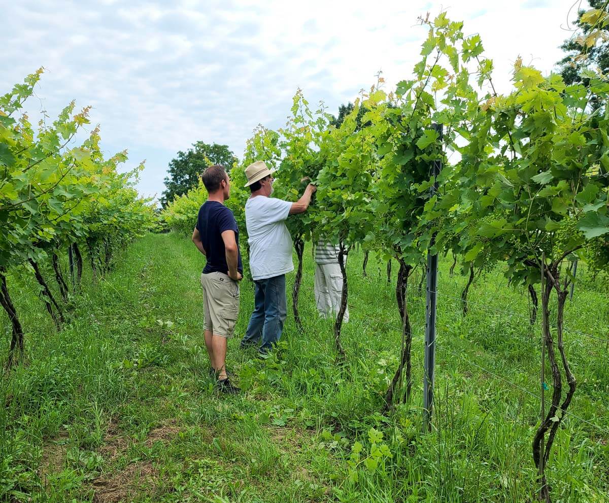 Harvest Hosts campers on a tour of the winery grape vines.