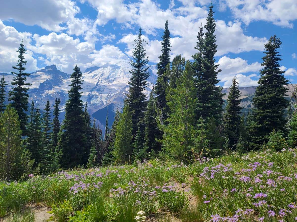 Mountain landscape in the summer, grassy meadow with wildflowers, fir trees, and snow covered mountains in the background.