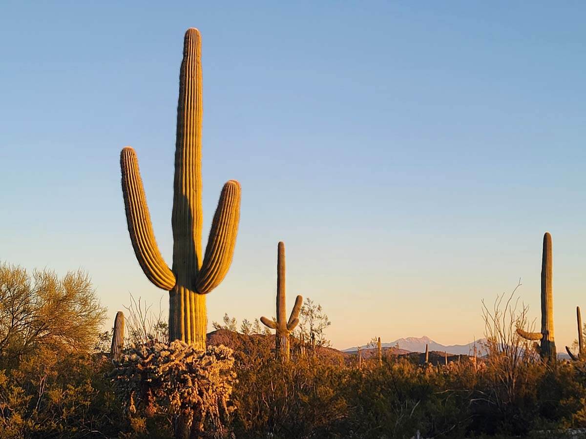 Cactus in the Arizona desert at sunset.