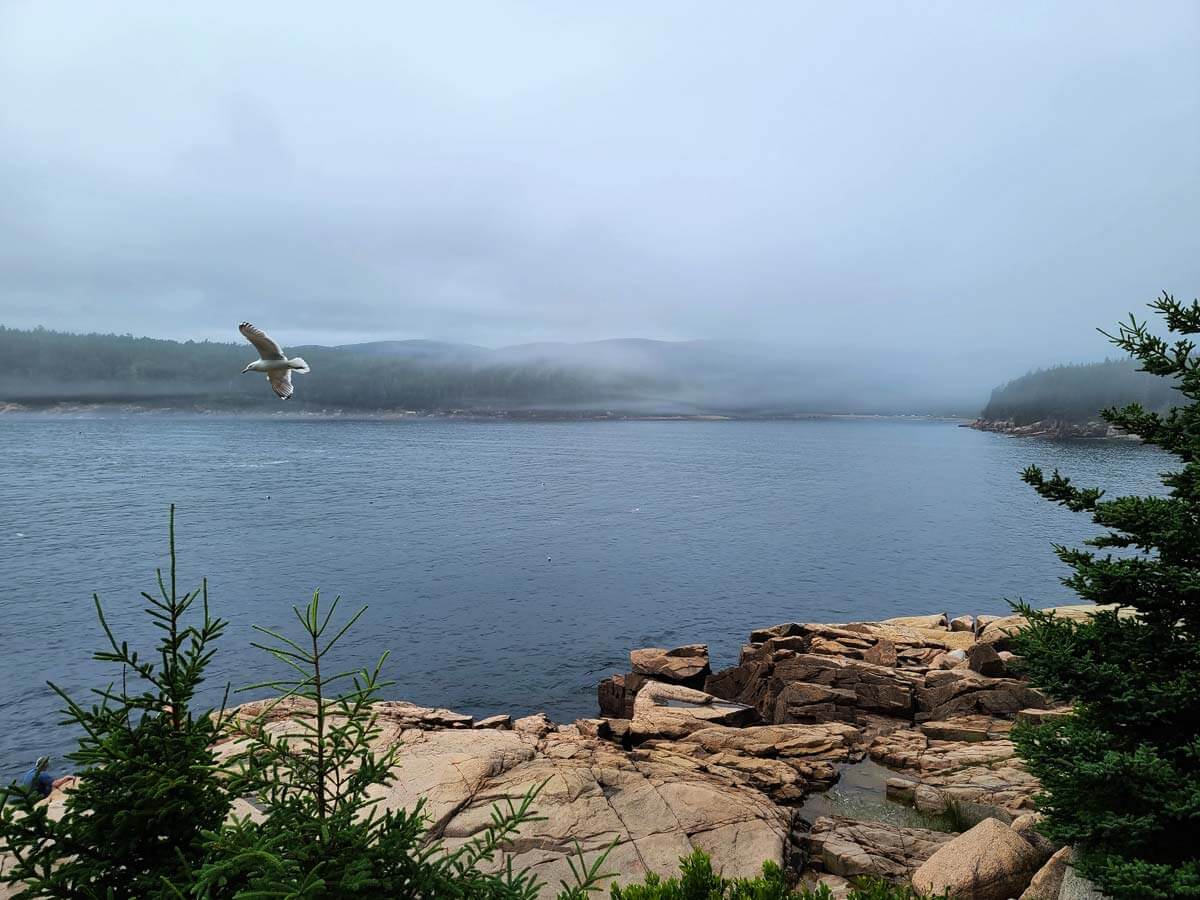 Bird over a foggy lake in the northeastern US.